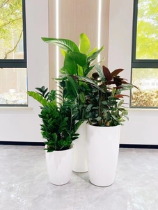 宁波海曙植物出租公司